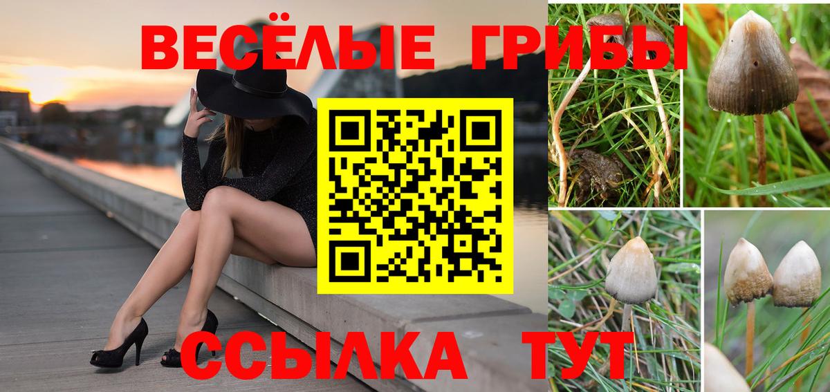 Псилоцибиновые грибы Psilocybe Великий Новгород